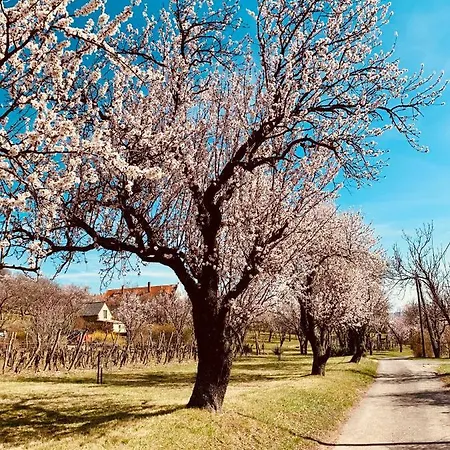 Panoráma Casa vacanze Szentbekkalla